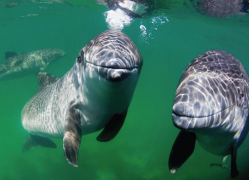 Behavior and Social Patterns of Porpoises