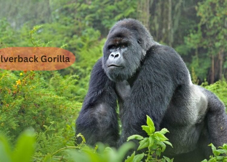 Silverback Gorilla – Power, Behavior & Conservation Insights