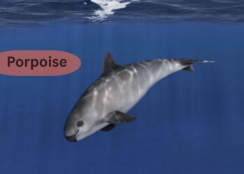 Porpoise