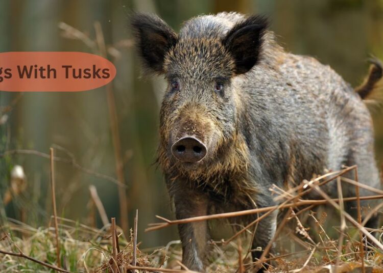 Pigs With Tusks