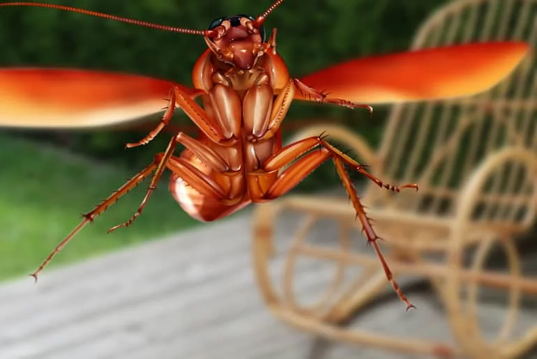 What Are Palmetto Bugs?