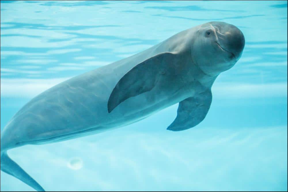Key Physical Characteristics of Porpoises